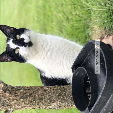 Photo 2/2 aaron Chat perdu à Morville