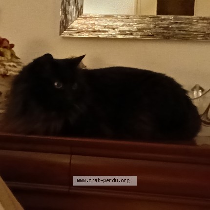 Photo de chat perdu à Auribeau Sur Siagne