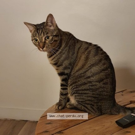 Photo 1/1 Chat retrouvé Perdu à Champigny Sur Marne