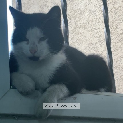 Photo 1/1 Chat trouvé Trouvé à Villepinte