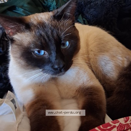 Photo de chat perdu à Aimargues