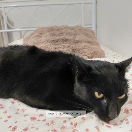 Photo de chat trouvé à Tarare