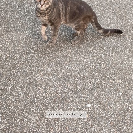 Photo de chat trouvé à Franconville