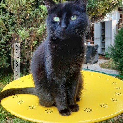 Photo 1/1 charly ou mister black Chat perdu à Paray vieille poste