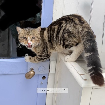 Photo de chat trouvé à Roubaix