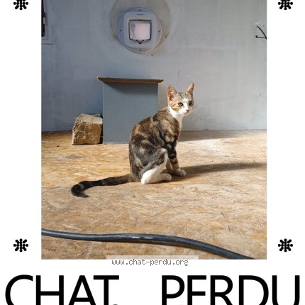 Photo 1/1 petit chat Chat perdu à Marseille