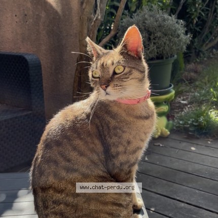 Photo de chat perdu à Toulouse