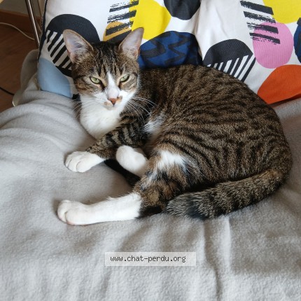 Photo de chat perdu à La Salvetat Saint Gilles