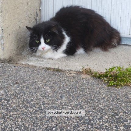 Photo de chat trouvé à Le Havre