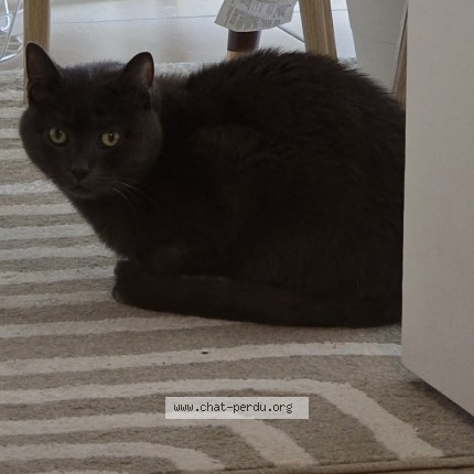 Photo de chat perdu à St Cyr Sur Loire