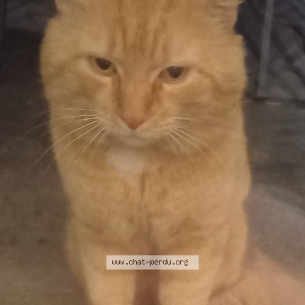 Photo de chat trouvé à Pessac