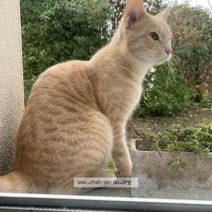 Photo 1/1 Mimi Chat perdu à Angers