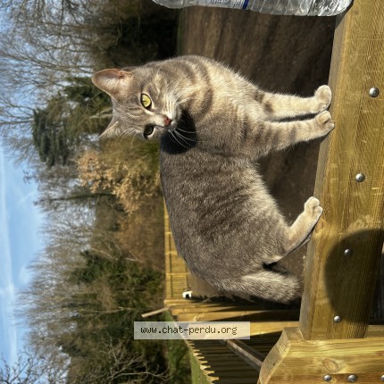 Photo de chat perdu à St Remy Les Chevreuses