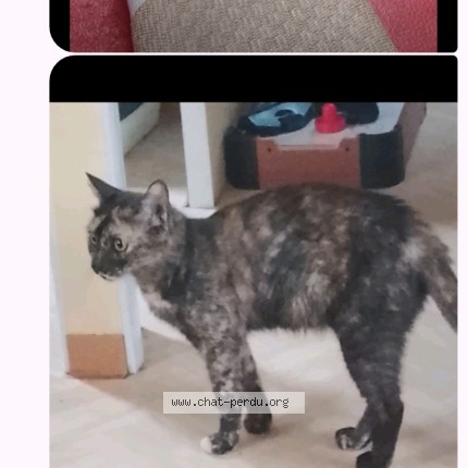 Photo 1/1 kitty Chat perdu à Charvieu chavagneux