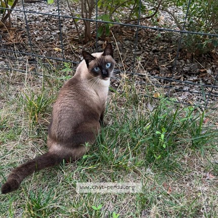 Photo 1/1 Nala Chat perdu à Ventabren