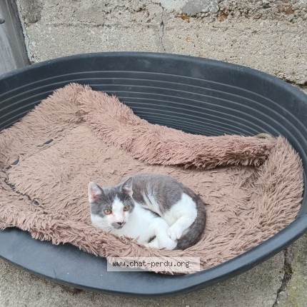 Photo 1/1 JUL Chat perdu à Saint ouen l aumone