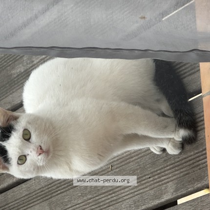 Photo 1/1 Chat trouvé Trouvé à Perpignan