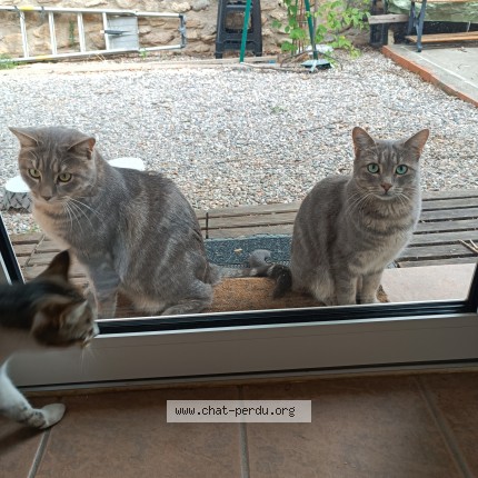 Photo de chat perdu à Laroque Des Alberes