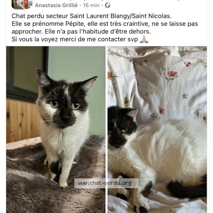 Photo 1/1 Pepite Chat perdu à Saint laurent blangy