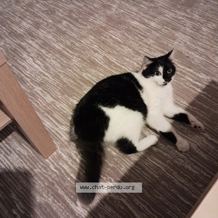 Photo 1/1 Princesse Chat perdu à Bruxelles
