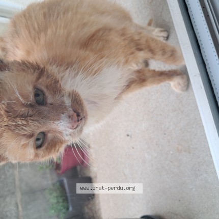 Photo 1/1 Chat trouvé Trouvé à La couture