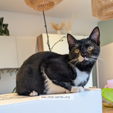 Photo 1/1 Nyxie Chat perdu à Bellegarde