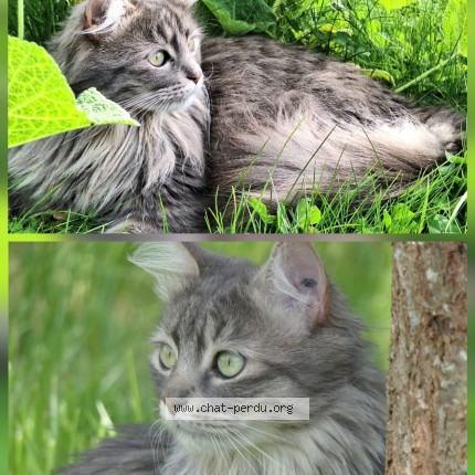 Photo de chat perdu à Guibeville