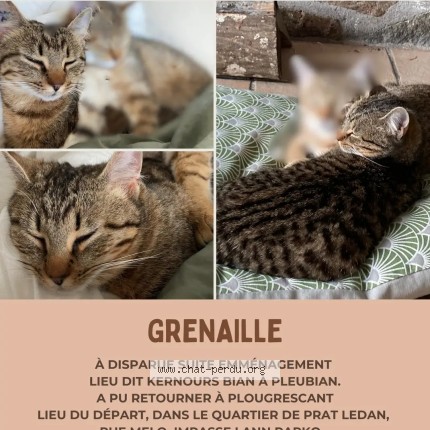 Photo 1/1 grenaille Chat perdu à Pleubian