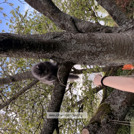 Photo 1/1 Mimouze Chat perdu à Cesseville