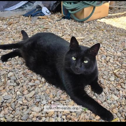 Photo 1/1 Chat trouvé Trouvé à Vidauban