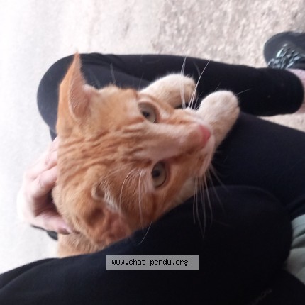 Photo 1/1 Chat trouvé Trouvé à Vico