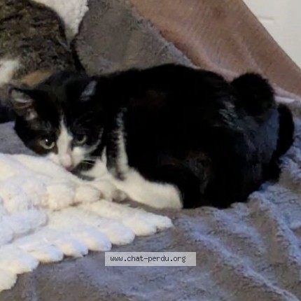 Photo de chat perdu à Saint Donat Sur L Herbasse