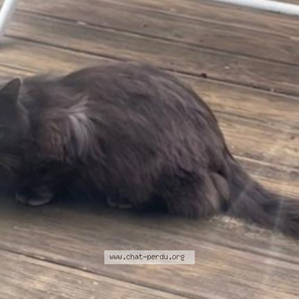 Photo de chat trouvé à Saint Nazaire