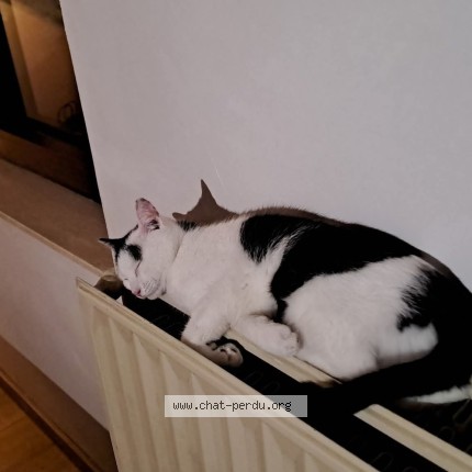 Photo 1/1 mirai Chat perdu à Auderghem