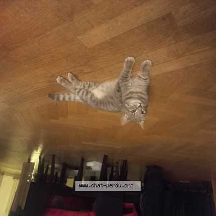 Photo de chat perdu à Angers