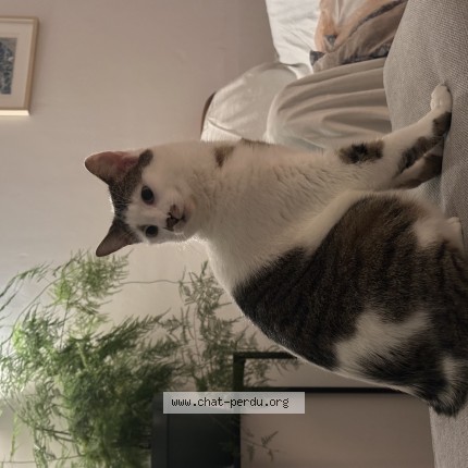 Photo de chat perdu à La Montagne