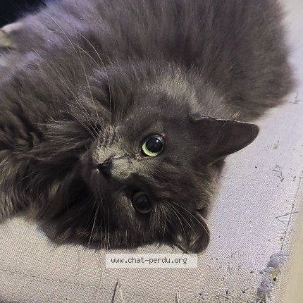 Photo de chat perdu à Is Sur Tille