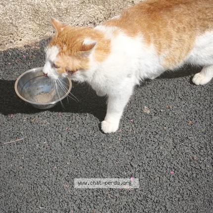 Photo 1/1 Chat trouvé Trouvé à Malemort