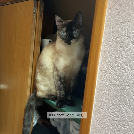 Photo de chat perdu à Bourg Blanc