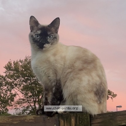 Photo 1/1 zipi Chat perdu à Bourg blanc