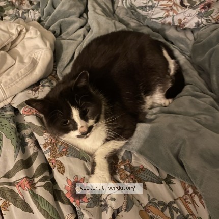 Photo de chat perdu à Branville