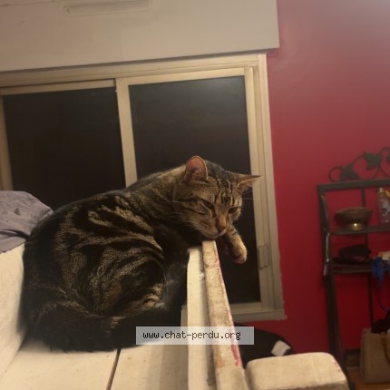 Photo de chat perdu à Nice