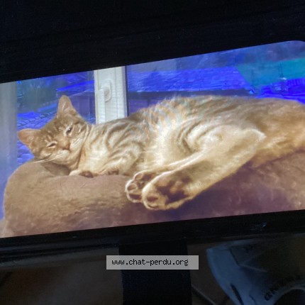 Photo de chat perdu à Cormoranche Sur Saone