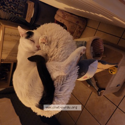 Photo de chat perdu à Saint Hilaire Lez Cambrai