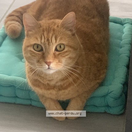 Photo de chat perdu à Culin