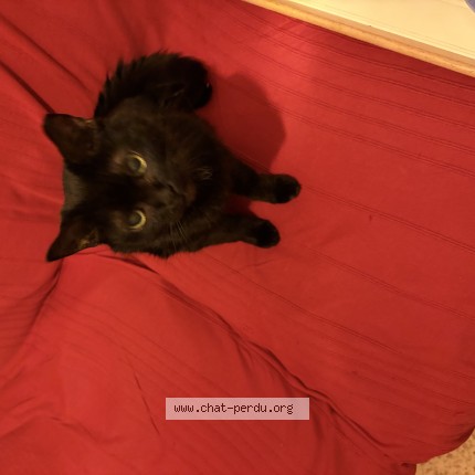 Photo de chat perdu à Saint Lo