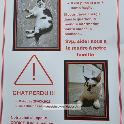 Photo 1/1 cookie Chat perdu à Saint Symphorien