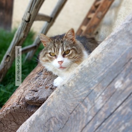 Photo de chat perdu à Nevache