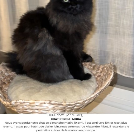 Photo de chat perdu à Sotteville Les Rouen