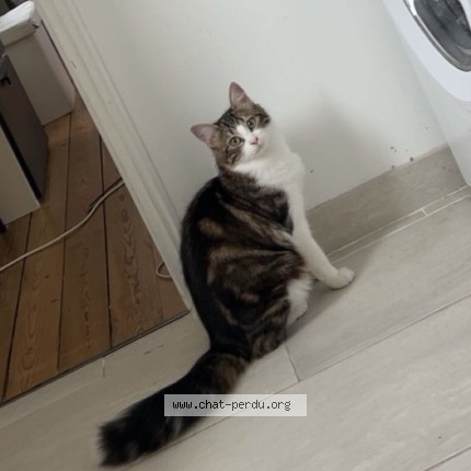 Photo de chat perdu à Caudebec Les Elbeuf